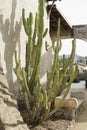 Green Cactus at adobe building Royalty Free Stock Photo