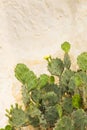 A green cactus against a wall