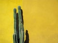 Green Cactus against yellow wall in Mexico