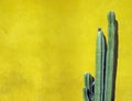 Green Cactus against yellow wall in Mexico