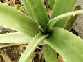 green cactus aloe Alvira Royalty Free Stock Photo