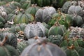 Green cactus or Astrophytum asterias is a species of cactus plant in the genus Astrophytum at cactus farm.Houseplant gardening bac Royalty Free Stock Photo