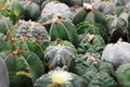 Green cactus or Astrophytum asterias is a species of cactus plant in the genus Astrophytum at cactus farm.Houseplant gardening bac Royalty Free Stock Photo