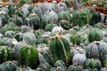 Green cactus or Astrophytum asterias is a species of cactus plant in the genus Astrophytum at cactus farm.Houseplant gardening bac Royalty Free Stock Photo