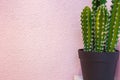 Green cactus on the background of bright pink wall. background texture modern design