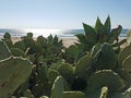 Green Cactus Beach Ocean 4k