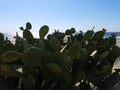 Green cactus Beach Ocean