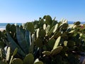 Green cactus Beach Ocean