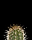 Green cactus on a black background in a vertical image