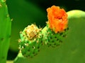 Green cactus blossom: orange cacti succulents plants and flowers