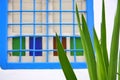 Cactus and blue window