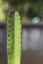 Green cactus branch out in flower pot