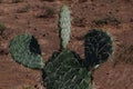 Green Cactus Bristling With Sharp White Thorns