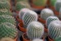 Green cactus