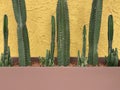 Green cactus In a brownstone pot With a round stone inside And has a yellow loft cement background. pastel color style
