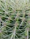 Green cactus Cactaceae with thorns