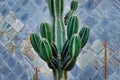 Green cactus cereus repandus on the background of tile wall texture