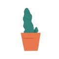 Green cactus in clay flowerpot. Houseplant growing in ceramic pot. Homegrown cacti plant. Botanical decor element for