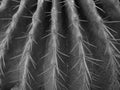Black and white cactus close up Royalty Free Stock Photo