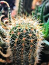 Green cactus close up Royalty Free Stock Photo
