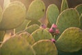 Green Cactus close up of prickly pear Royalty Free Stock Photo