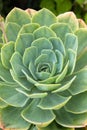 Green Cactus close up Royalty Free Stock Photo