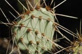 Green cactus close up with sharp spines