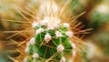 Cactus spikes Royalty Free Stock Photo