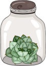 Green cactus closed on glass transparent jar