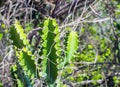 Green Cactus closeup. Green San Pedro Cactus, thorny fast growing hexagonal shape Cacti perfectly close captured in the desert