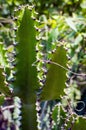 Green Cactus closeup. Green San Pedro Cactus, thorny fast growing hexagonal shape Cacti perfectly close captured in the desert Royalty Free Stock Photo