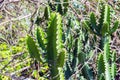 Green Cactus closeup. Green San Pedro Cactus, thorny fast growing hexagonal shape Cacti perfectly close captured in the desert Royalty Free Stock Photo