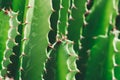 Green Cactus closeup