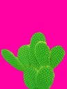 Green cactus on colorful pink background with copy space