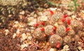 Green cactus dark brown thorn with red bud flowers and white blooming in nature garden