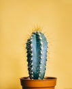 Green cactus in decor pot over bright orange pastel background. Colorful yellow summer trendy creative concept