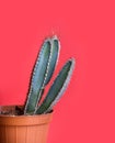 Green cactus in decor pot over bright red pastel background. Colorful summer trendy creative concept
