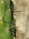 Green Cactus