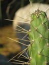 Green Cactus