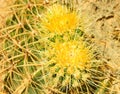 Green cactus drows Royalty Free Stock Photo