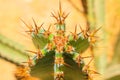 Green cactus drows Royalty Free Stock Photo