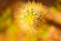 Green cactus drows Royalty Free Stock Photo