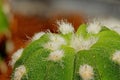 Green Cactus Echinopsis Zuccarini Royalty Free Stock Photo