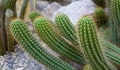 Green cactus