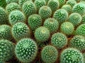 Green cactus family cactaceae
