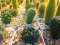 Green cactus family in a pot. Soft light of sunshine background.