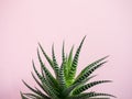 Green Cactus on fashionable vanilla pink colored background