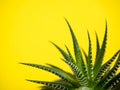 Green Cactus on a fashionable yellow colored background Royalty Free Stock Photo