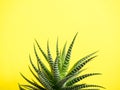 Green Cactus on a fashionable yellow colored background Royalty Free Stock Photo