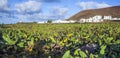 Green cactus field with village Royalty Free Stock Photo